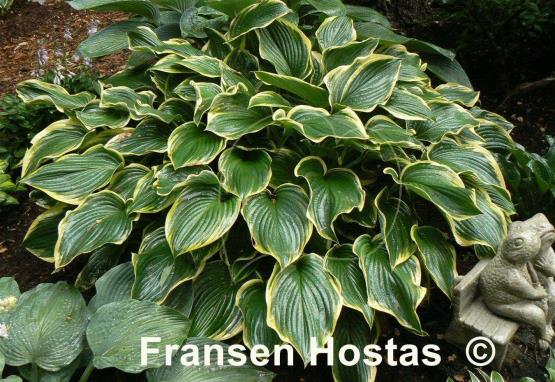 Hosta Prima Donna